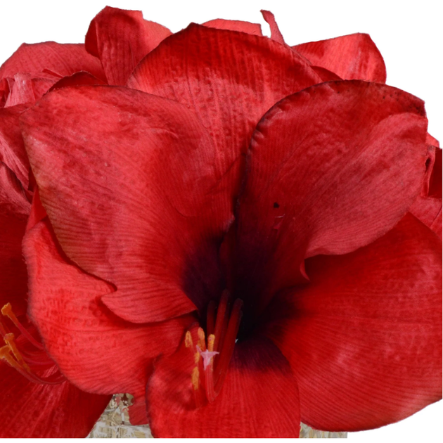 Amaryllis Cutting Park and Oak Collected