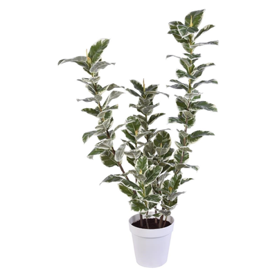 Rubber Potted Plant 58"