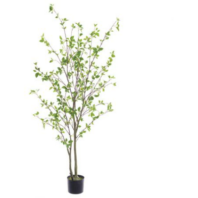 4'11" Cornus Silk Tree w/Pot - Green
