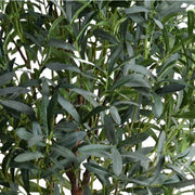 Olive tree, 8'