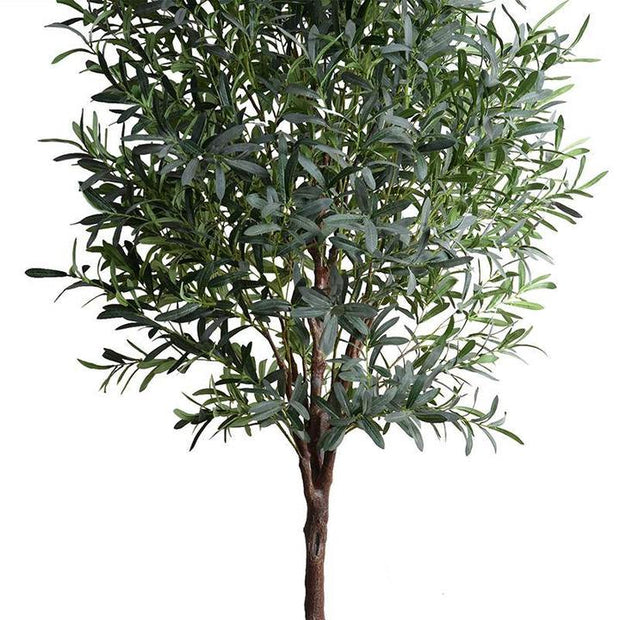 Olive tree, 8'