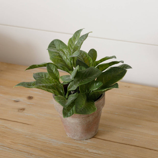 Potted Basil