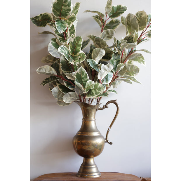 Rubber Plant Branch