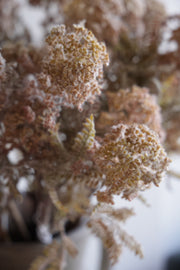 Hemlock Stem
