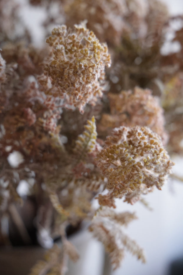 Hemlock Stem