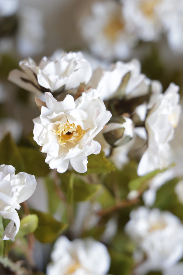 Rose Spray, Cream
