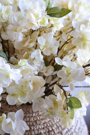 Apricot Blossom Stem