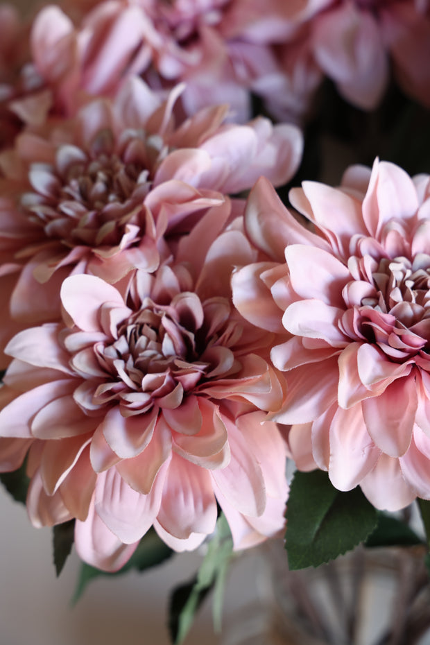 Dahlia Flamingo Stem