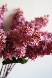 Cone Hydrangea Sunset