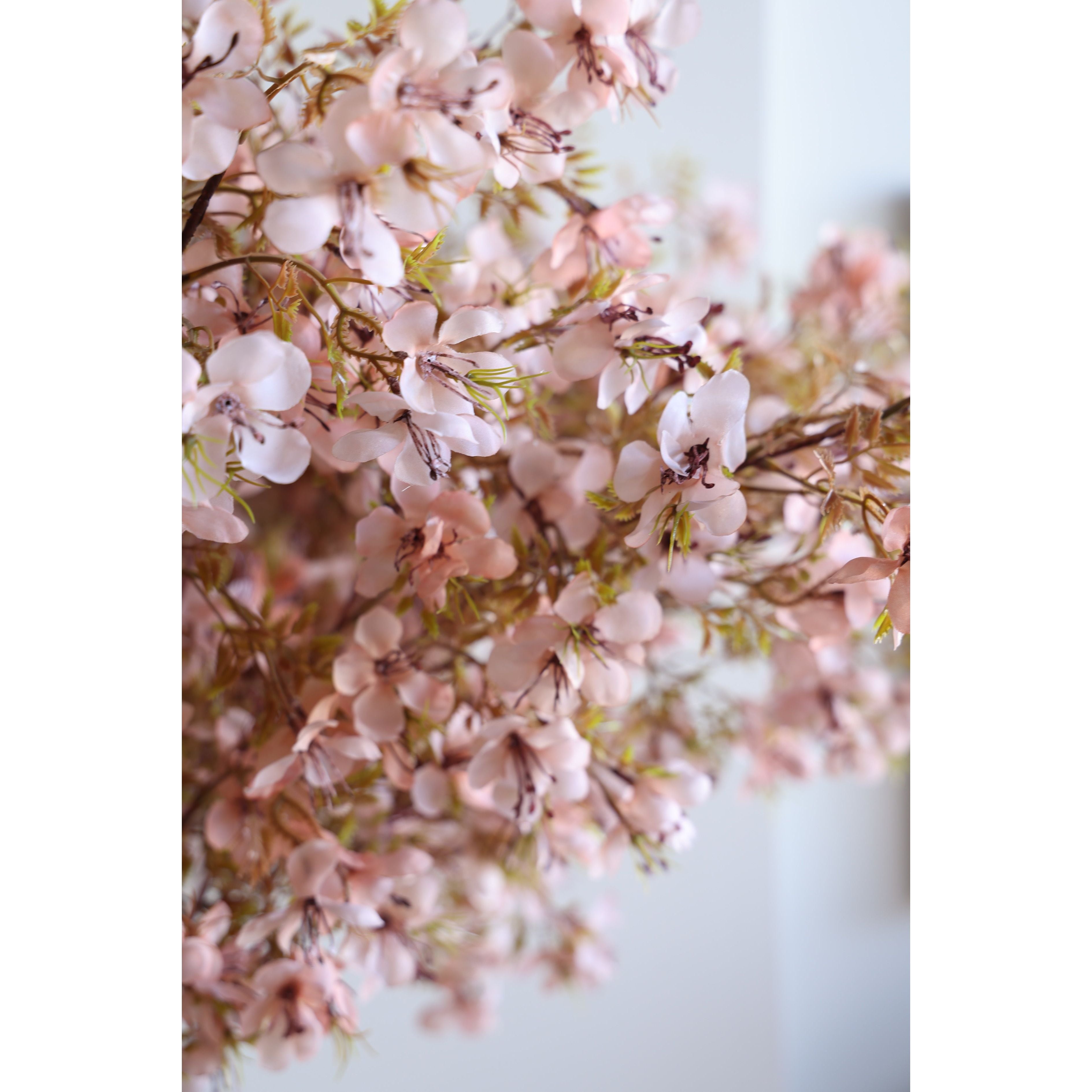 Prunus Blossom Stem