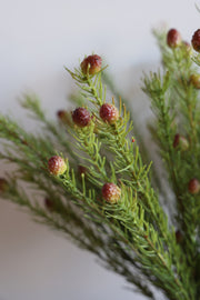 Protea Stem