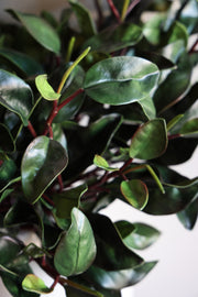 Peperomia Obtusifolia Branch