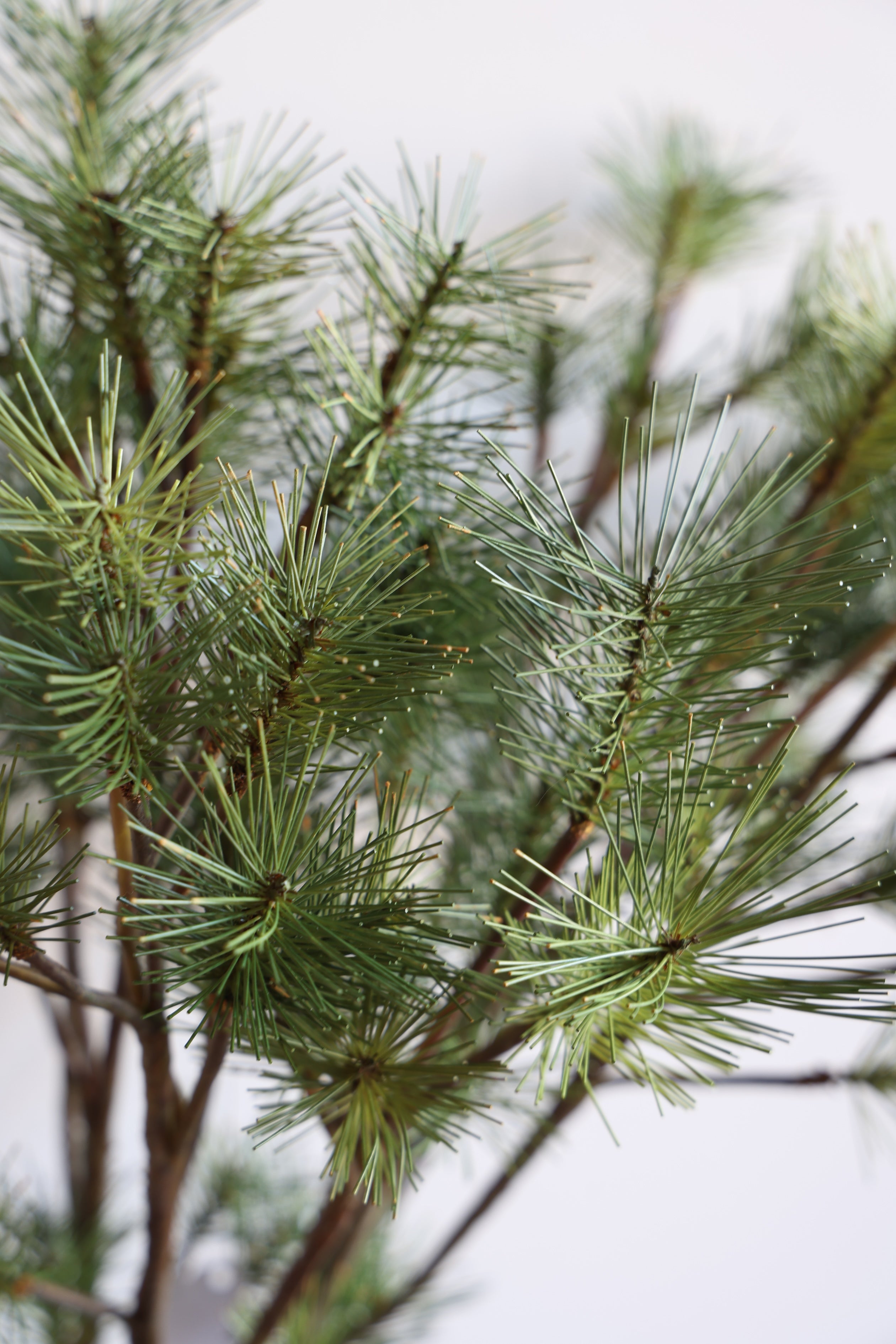 Pine Branch 27