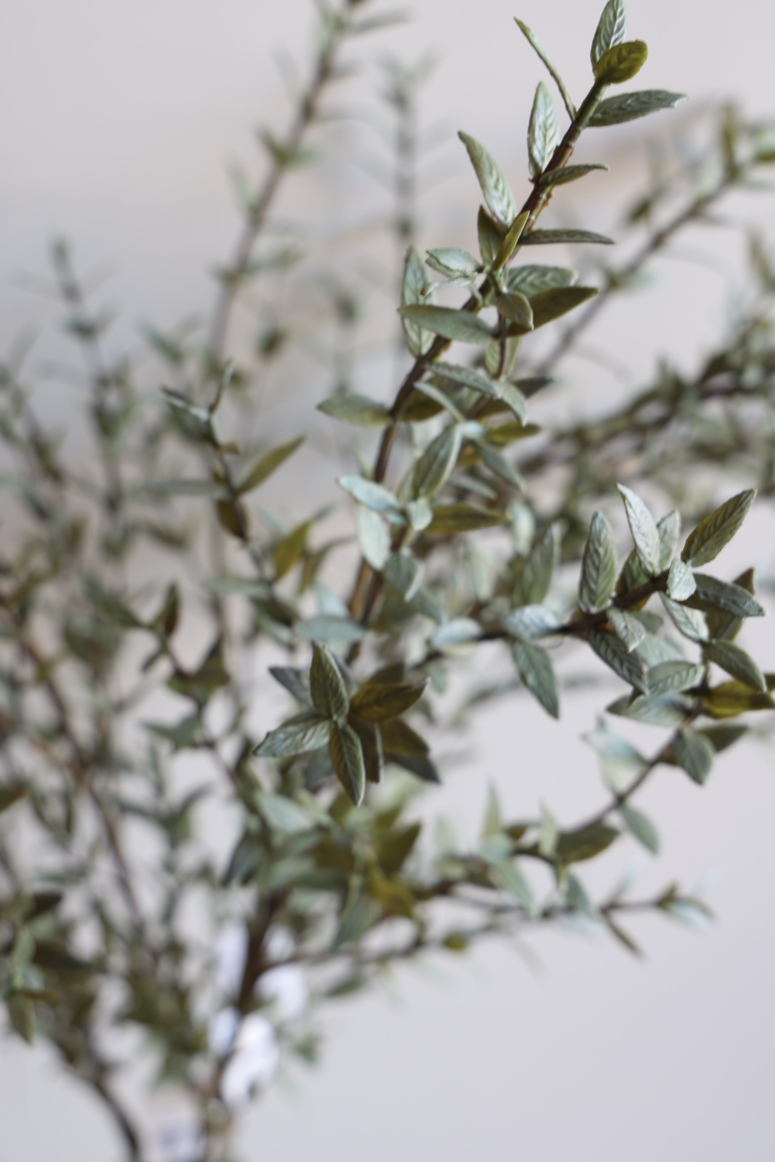 Eucalyptus Stem 36