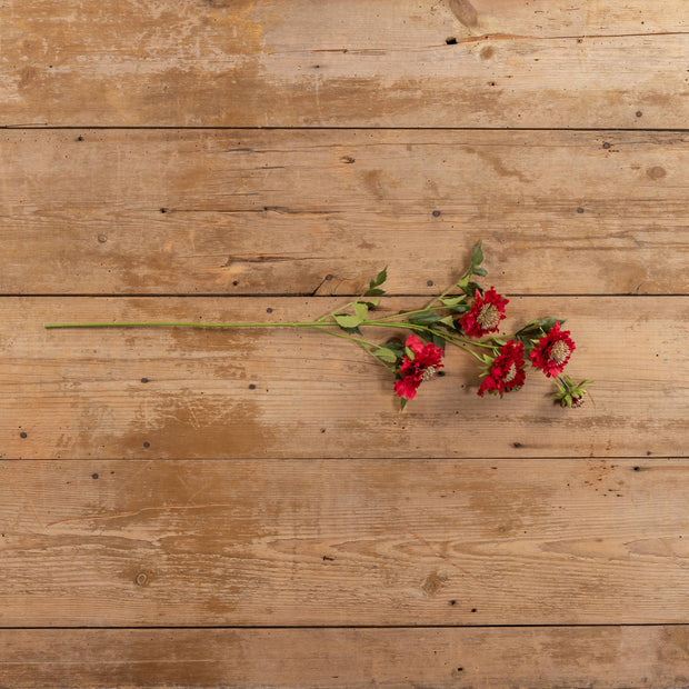 30" RED SCABIOSA SPRAY