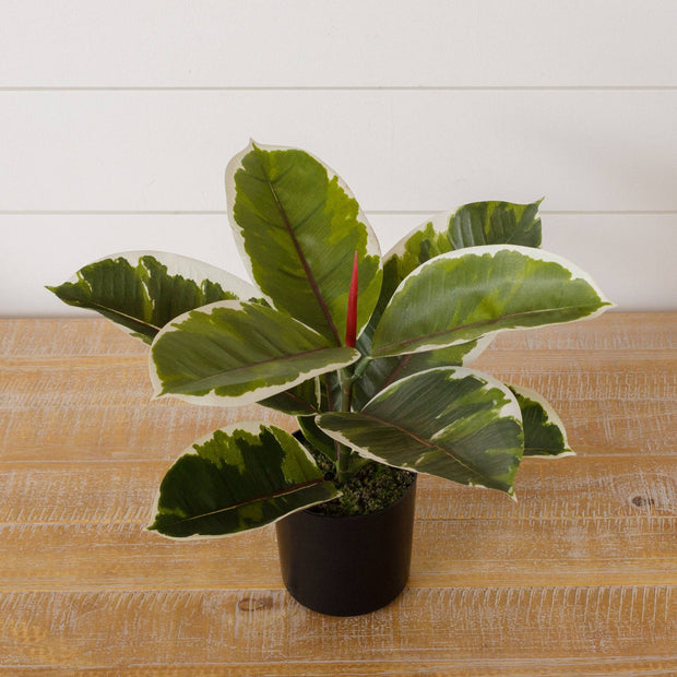 Potted Variegated Rubber Plant