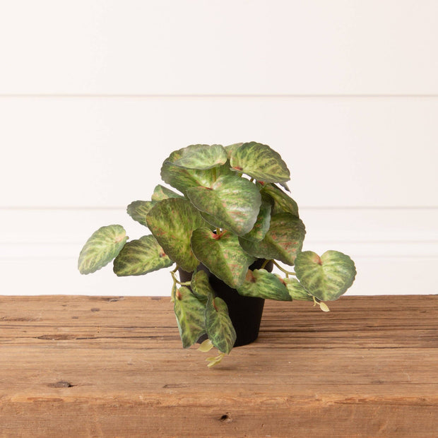 Potted Strawberry Begonia Plant