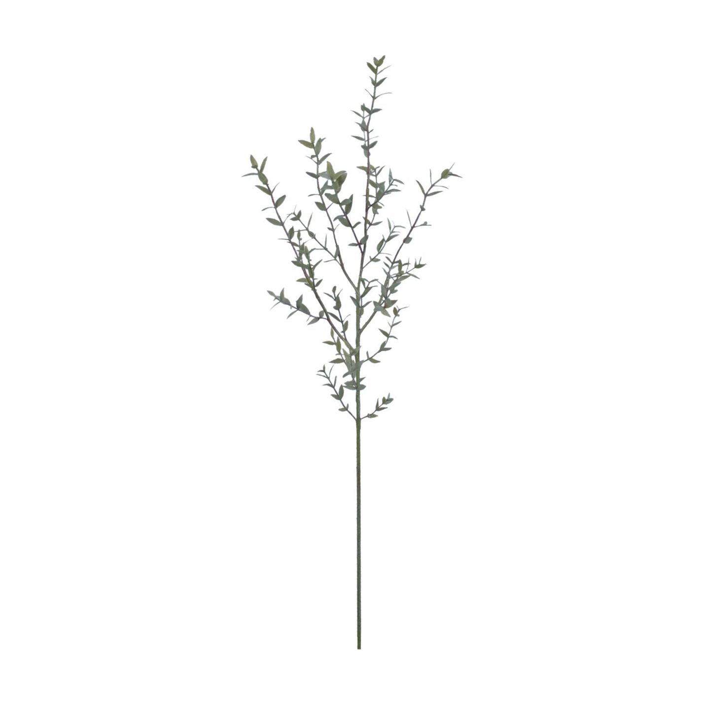 Eucalyptus Stem 36