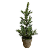 Assorted Potted Tall Pine