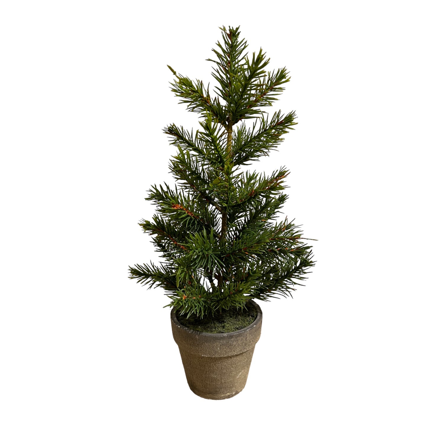 Assorted Potted Tall Pine