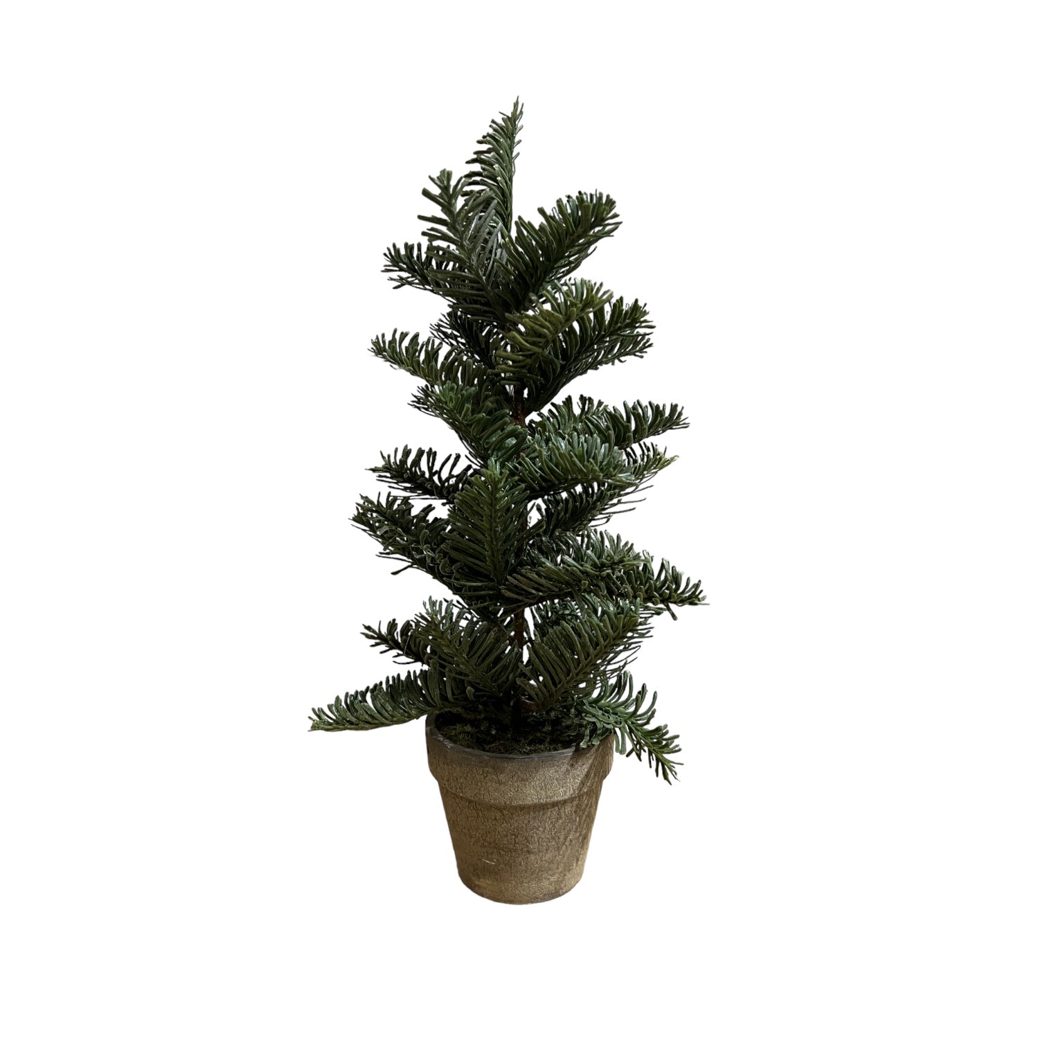 Assorted Potted Tall Pine