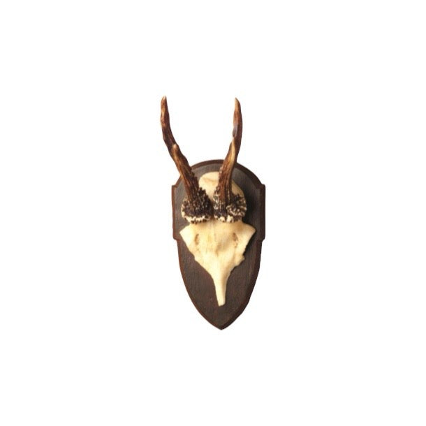 Reproduction Antler Trophy