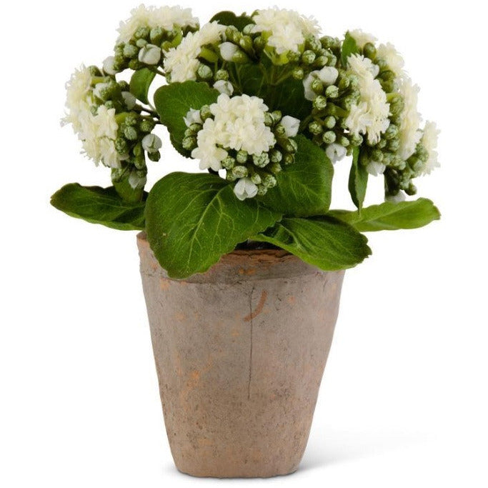 9.5" White Kalanchoe in Distressed Clay Pot