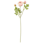 21" Light Pink Ranunculus Stem