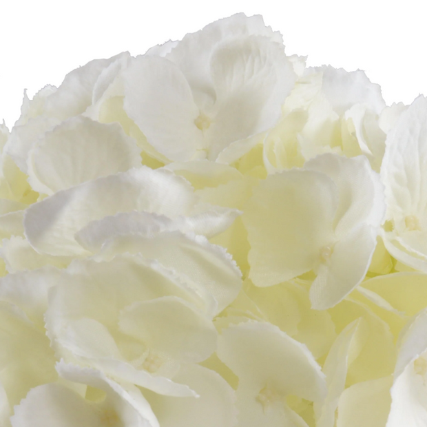 Hydrangea Cutting - Cream/White