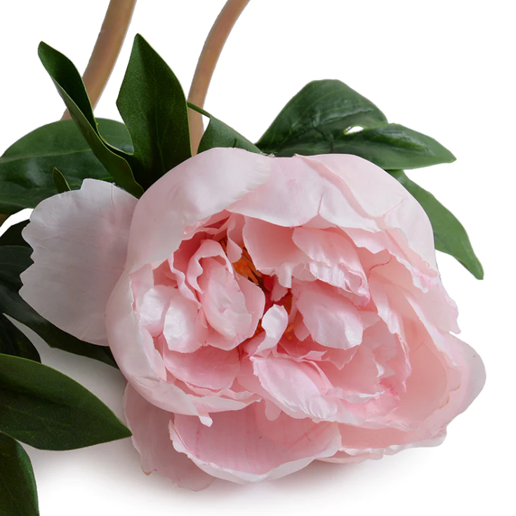 Peony Stem with Leaves, 21