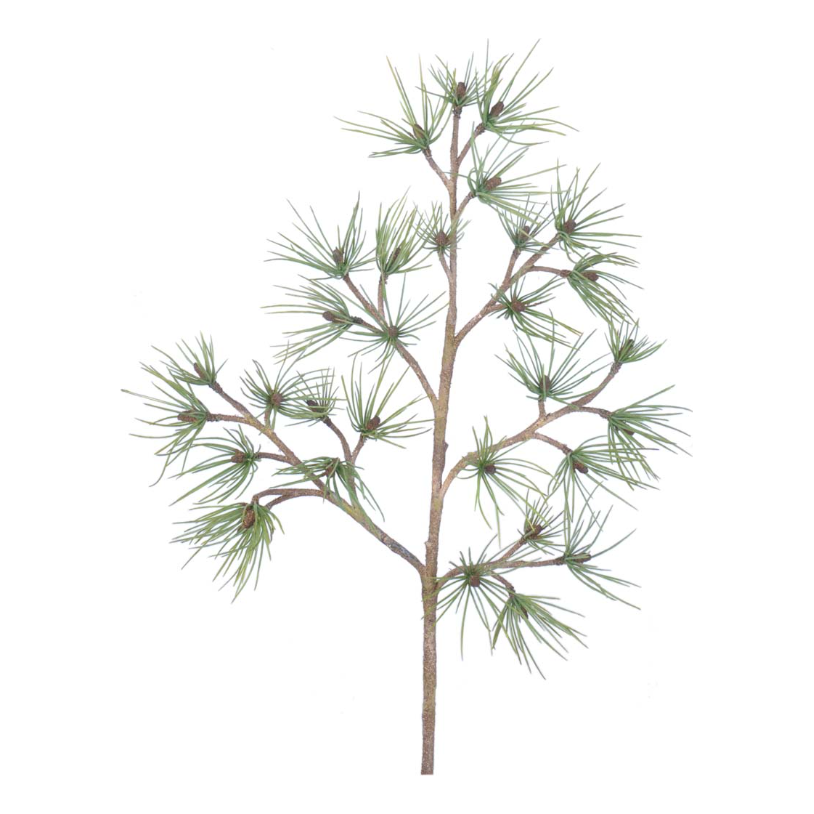 Pine Branch 27