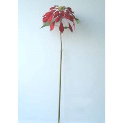 Poinsetta Stem 34"