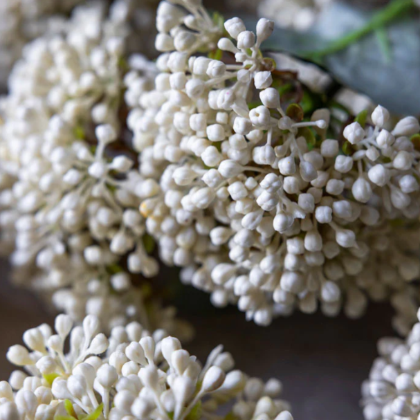 Viburnum Buds Stem