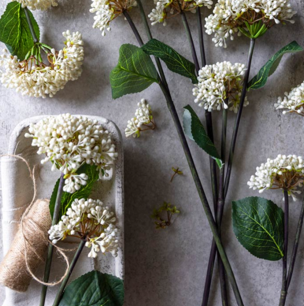 Viburnum Buds Stem