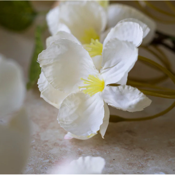 Apricot Blossom Stem