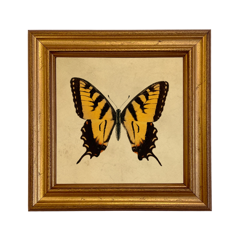 Tiger Swallowtail Butterfly Vintage Style Illustration Print