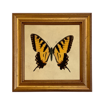 Tiger Swallowtail Butterfly Vintage Style Illustration Print