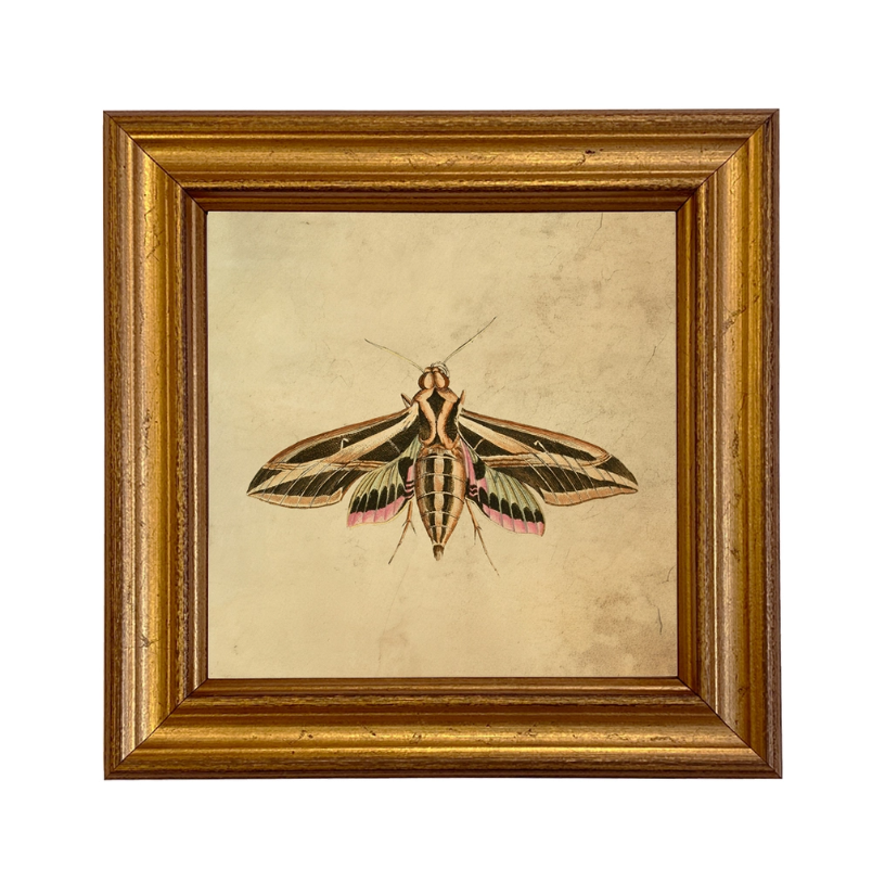 Sphinx Moth Vintage Style Illustration Framed Print