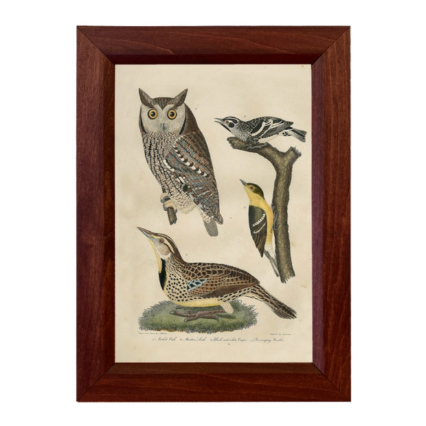 Meadow Lark & Owl Print Behind Glass in Solid Wood Frame