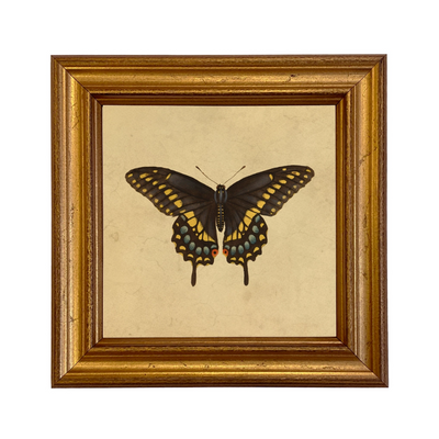 Eastern Black Swallowtail Butterfly Vintage Style Print