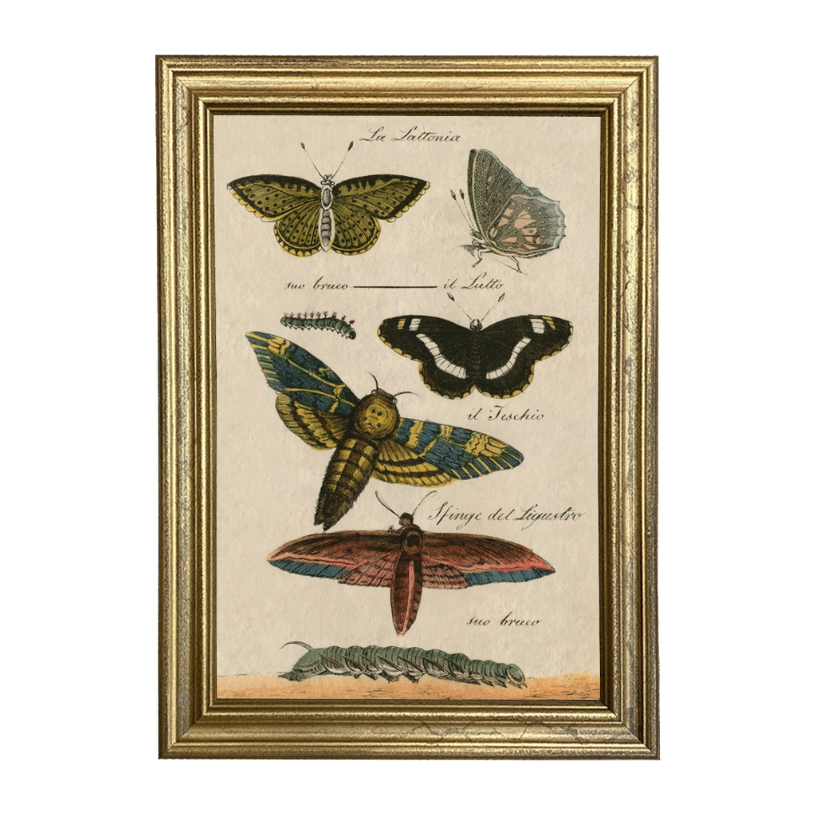 Butterflies Vintage Illustration Print Behind Glass