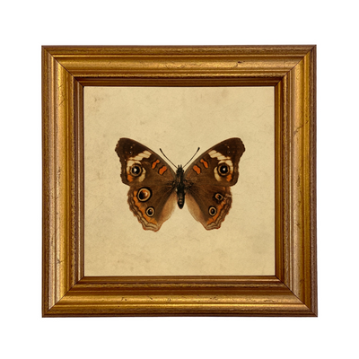 Buckeye Butterfly Vintage Style Illustration Framed Print