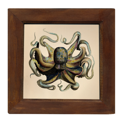 Octopus Framed Print Behind Glass - 12" x 12"