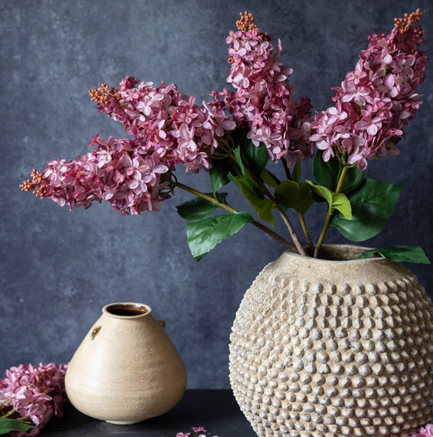 Cone Hydrangea Sunset