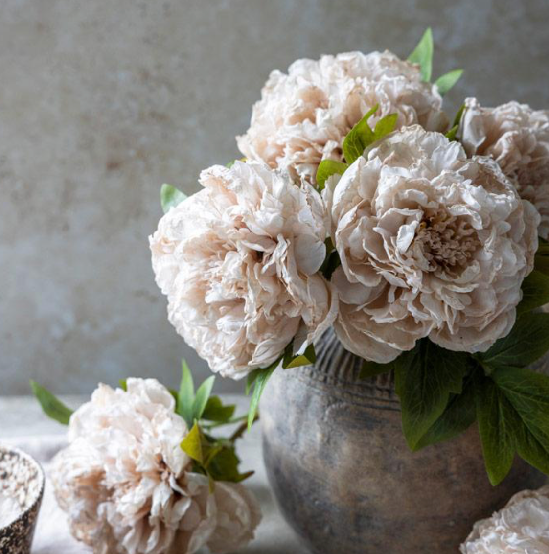 Peony Evening Dew Stem