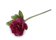 Peony Stem with Leaves, 18" -Beauty