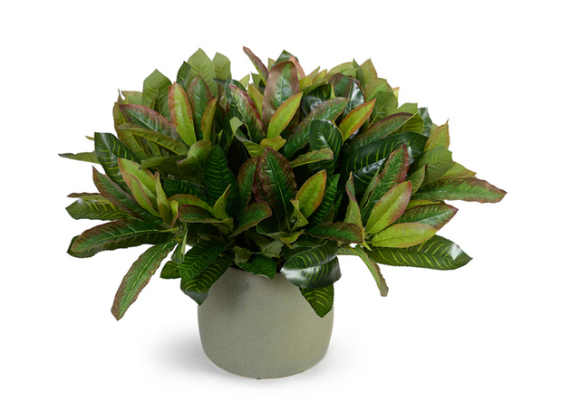 Aglaonema Plant