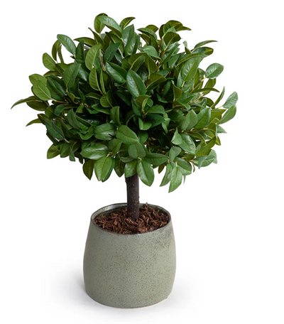 Laurel Leaf Topiary, 22"H