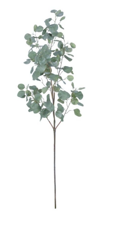 Eucalyptus Spray- 61"