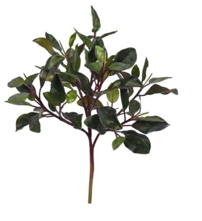 Peperomia Obtusifolia Branch